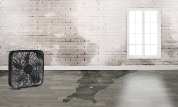 Best Basement water damage restoration  in Pleasant Run Farm, OH